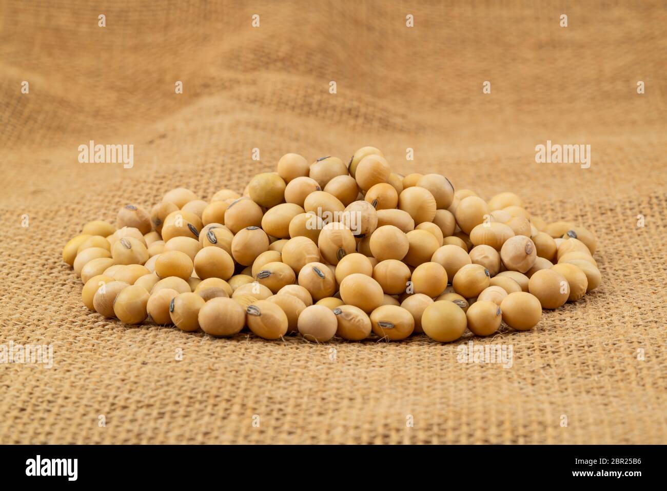 Pile of soy beans on sackcloth. Soybean is annual legume of the pea family. Stock Photo