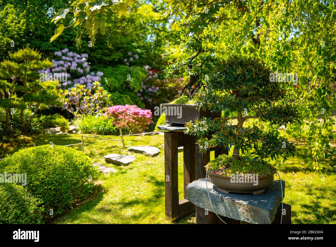 Bonsai tree in Japanese garden with purple bush in botanic Garden Troja in Prague, Czech republic Stock Photo