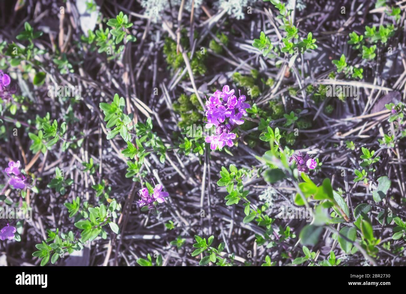 Blooming wild thyme close-up growing in the forest floor on a summer day. Medicinal plant - Thymus serpullum. Republic of Karelia, Russia. Selective f Stock Photo