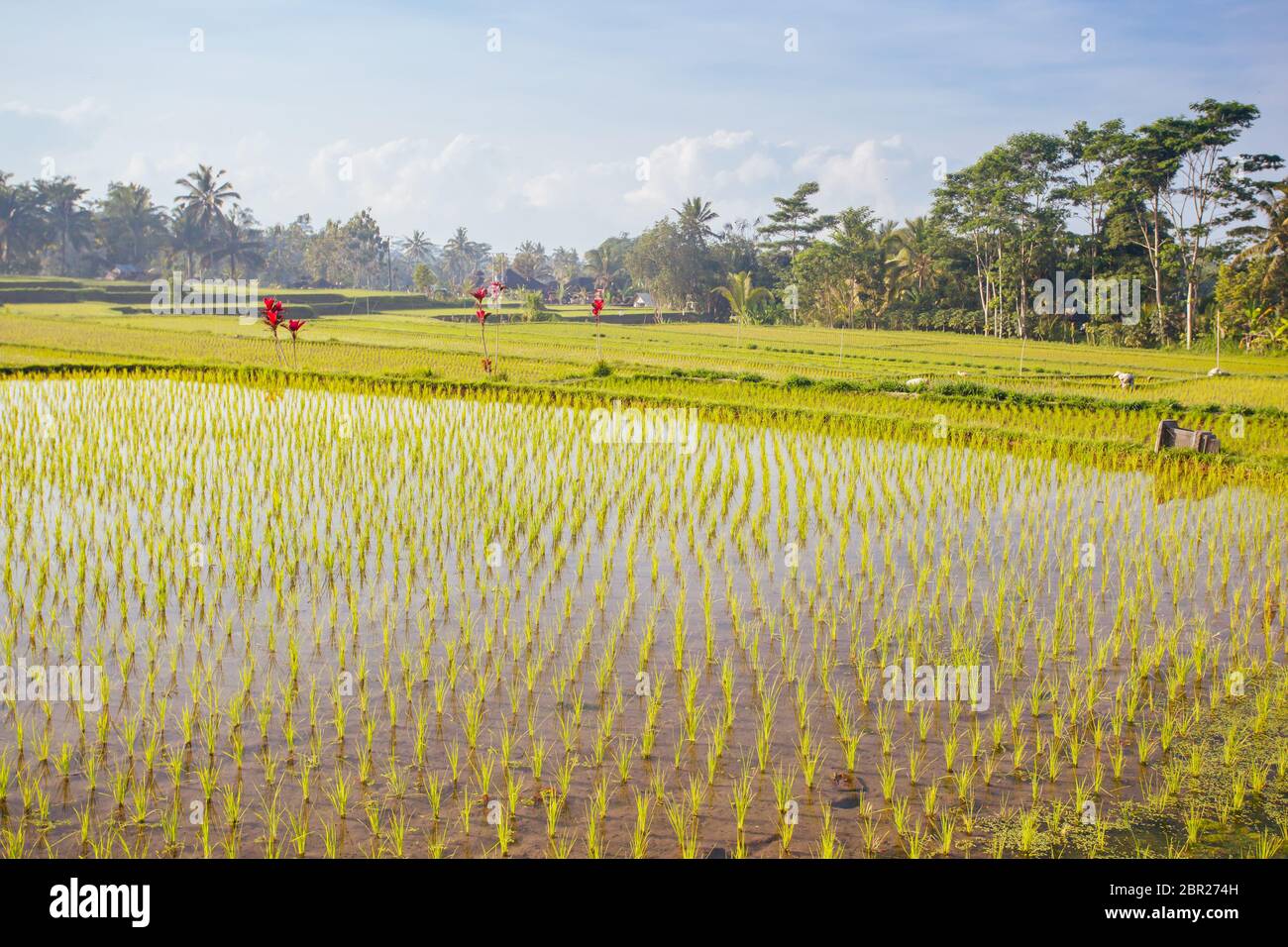 Rice Fields Near Ubud in Indonesia Stock Photo - Alamy