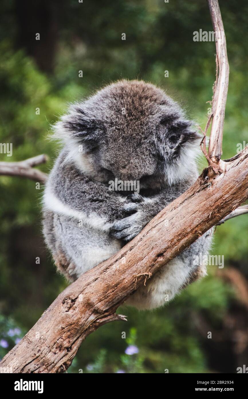 Sleeping Koala in healesville Sanctuary Stock Photo