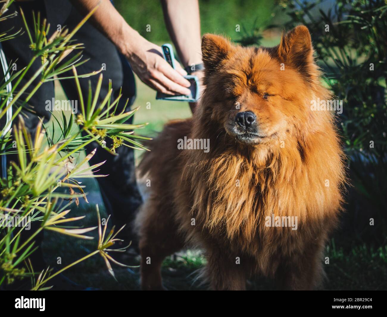 Cute dog being brushed in a sunny day Stock Photo