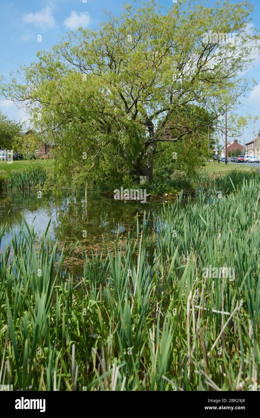 The Village pond and green, Hutton Cranswick in East Yorkshire, UK, GB
