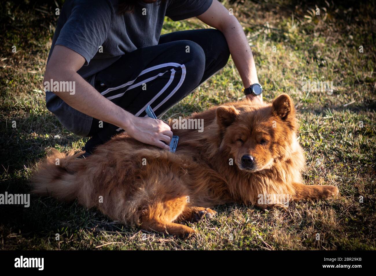 Cute dog being brushed in a sunny day Stock Photo