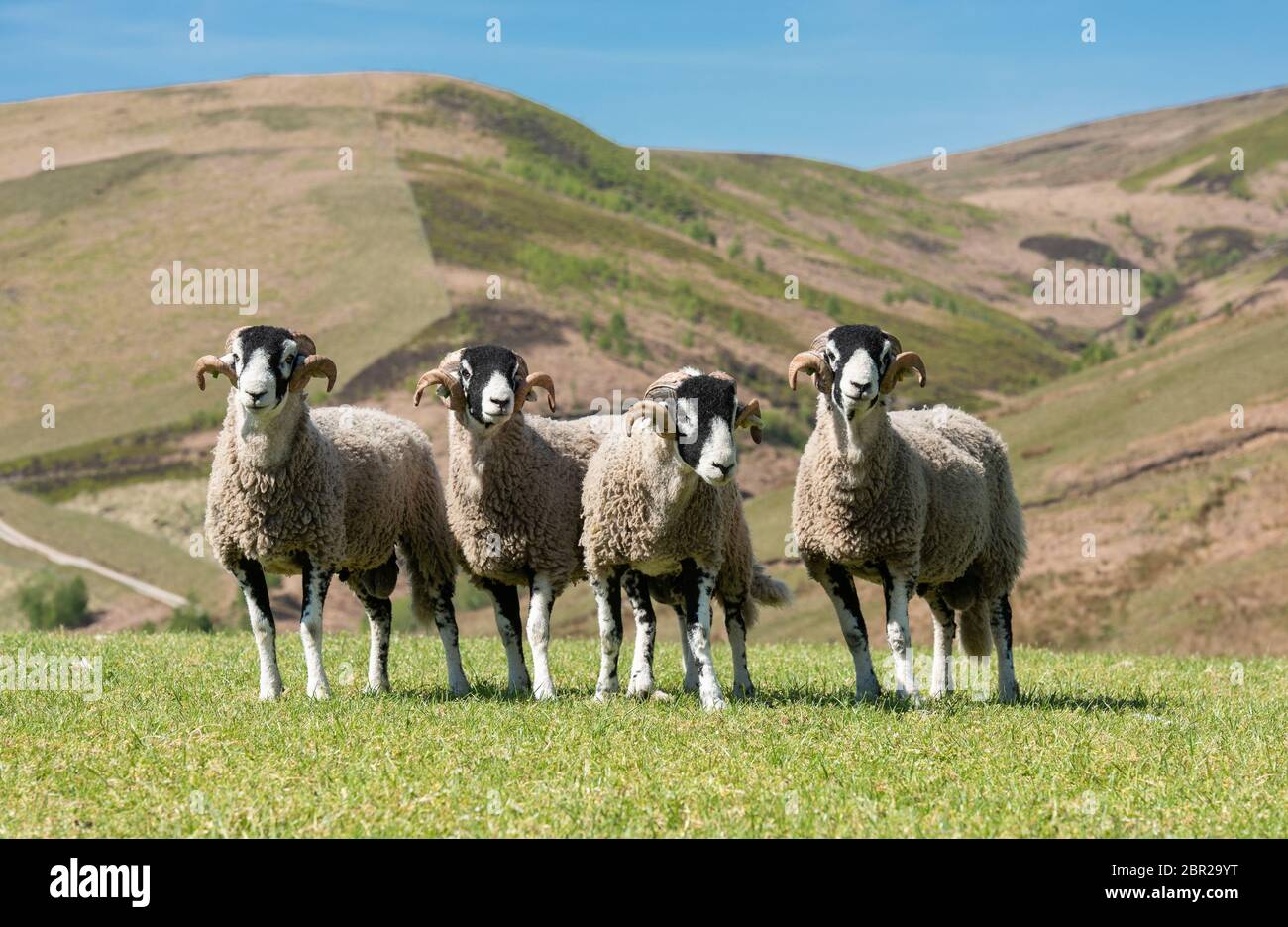 Dunsop Bridge, Lancashire. 20th May 2020. Swaledale yearling rams ready for a photograph at Geoff WalkerÕs Brennand Farm, Dunsop Bridge, Clitheroe, Lancashire. The photograph will be used as an entry to a competition replacing the Tan Hill Show cancelled because of Coronavirus. Credit: John Eveson/Alamy Live News Stock Photo