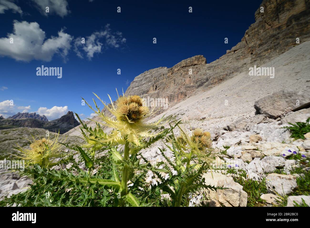 Spiniest thistle (Cirsium spinosissimum). Dolomites, Italy Stock Photo