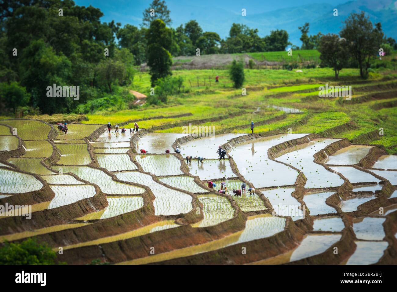 Terraced rice field in rainy season Stock Photo - Alamy
