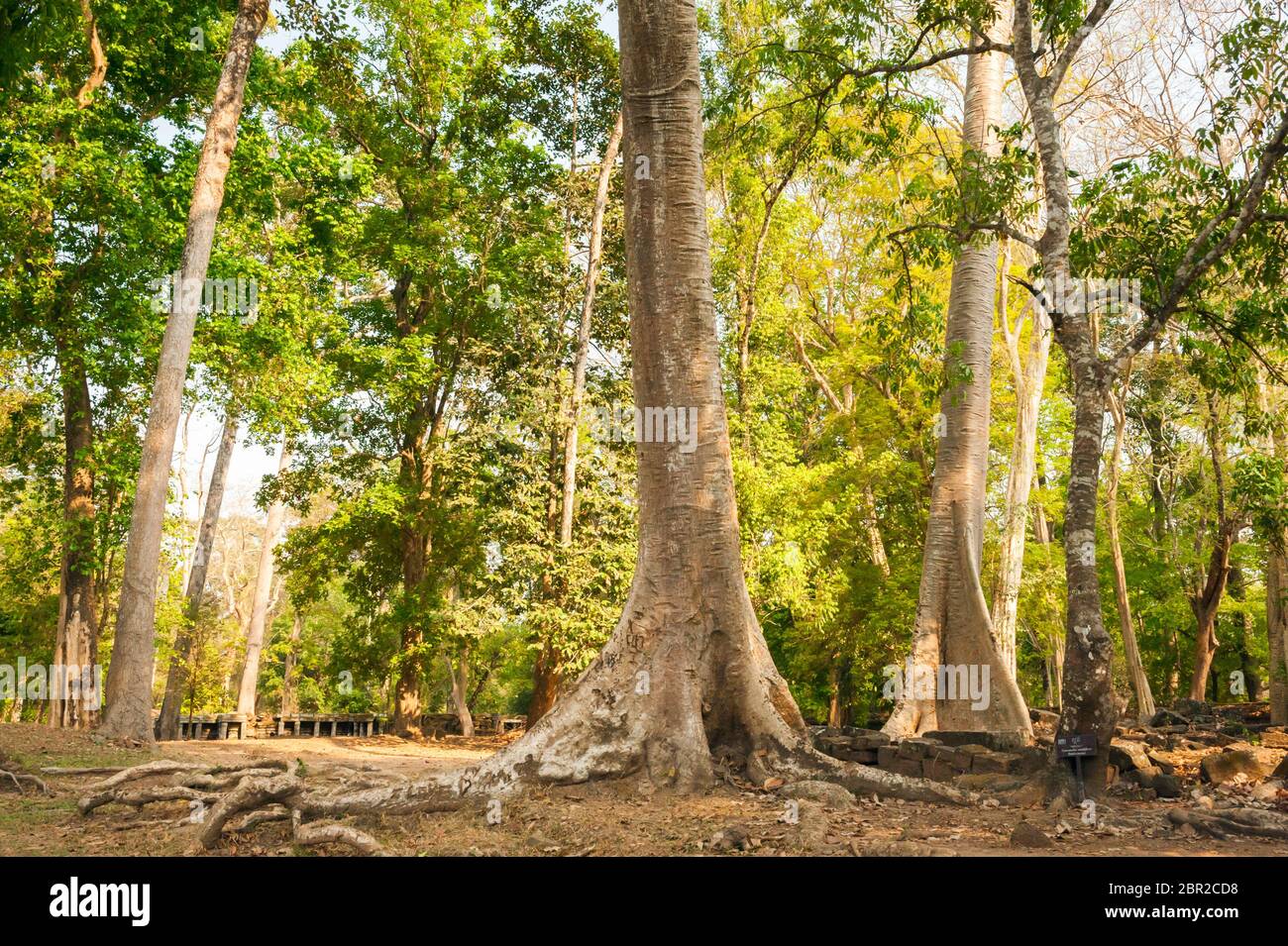 Silk cotton trees in the forest at Angkor Thom. Angkor, UNESCO World Heritage Site, Siem Reap Province, Cambodia, Southeast Asia Stock Photo