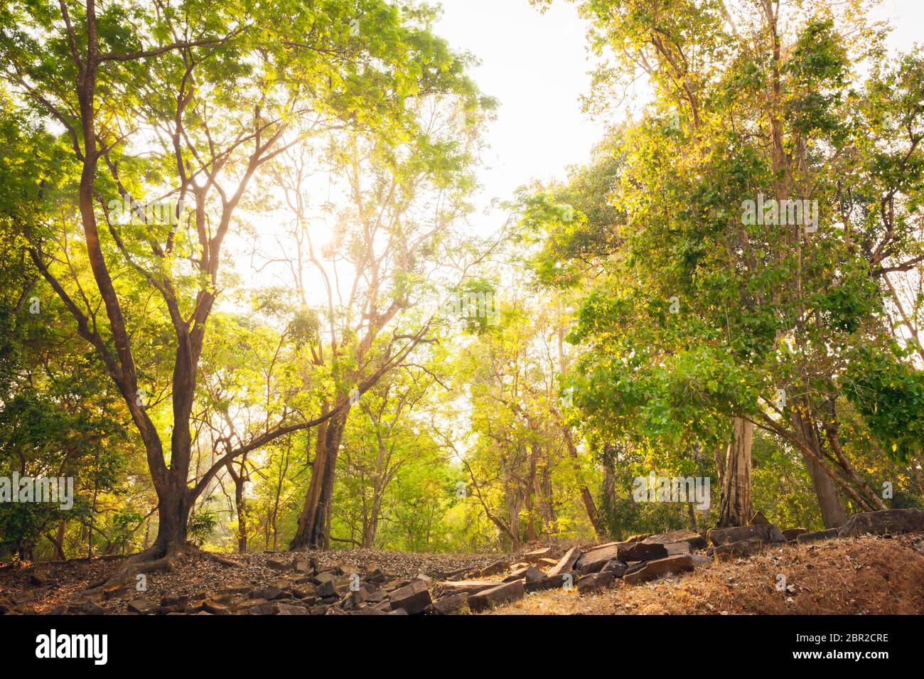 Sun through the trees in the forest at Angkor Thom. Angkor, UNESCO World Heritage Site, Siem Reap Province, Cambodia, Southeast Asia Stock Photo