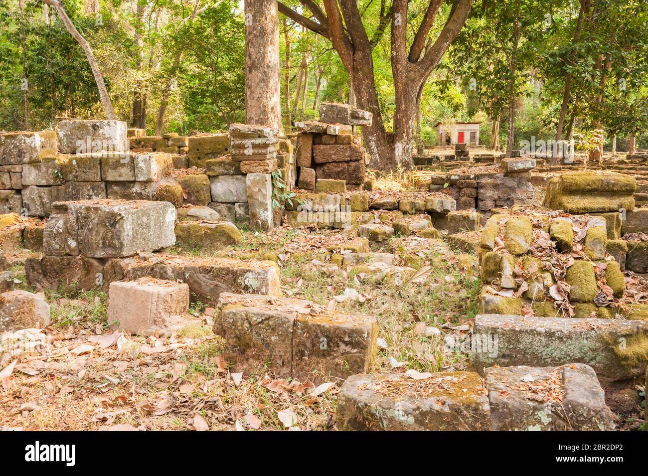 Ancient ruins in the forest at Angkor Thom. Angkor, UNESCO World Heritage Site, Siem Reap Province, Cambodia, Southeast Asia Stock Photo