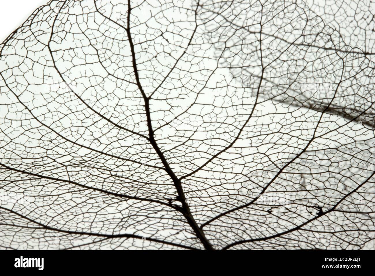 Macro shot of leaf vein skeleton. Abstract texture background Stock ...