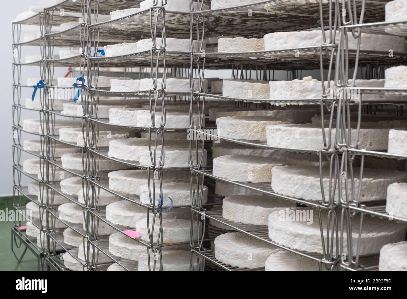 Baron Bigod Brie-de-Meaux style cheeses maturing at Fen Farm Dairy in Suffolk Stock Photo
