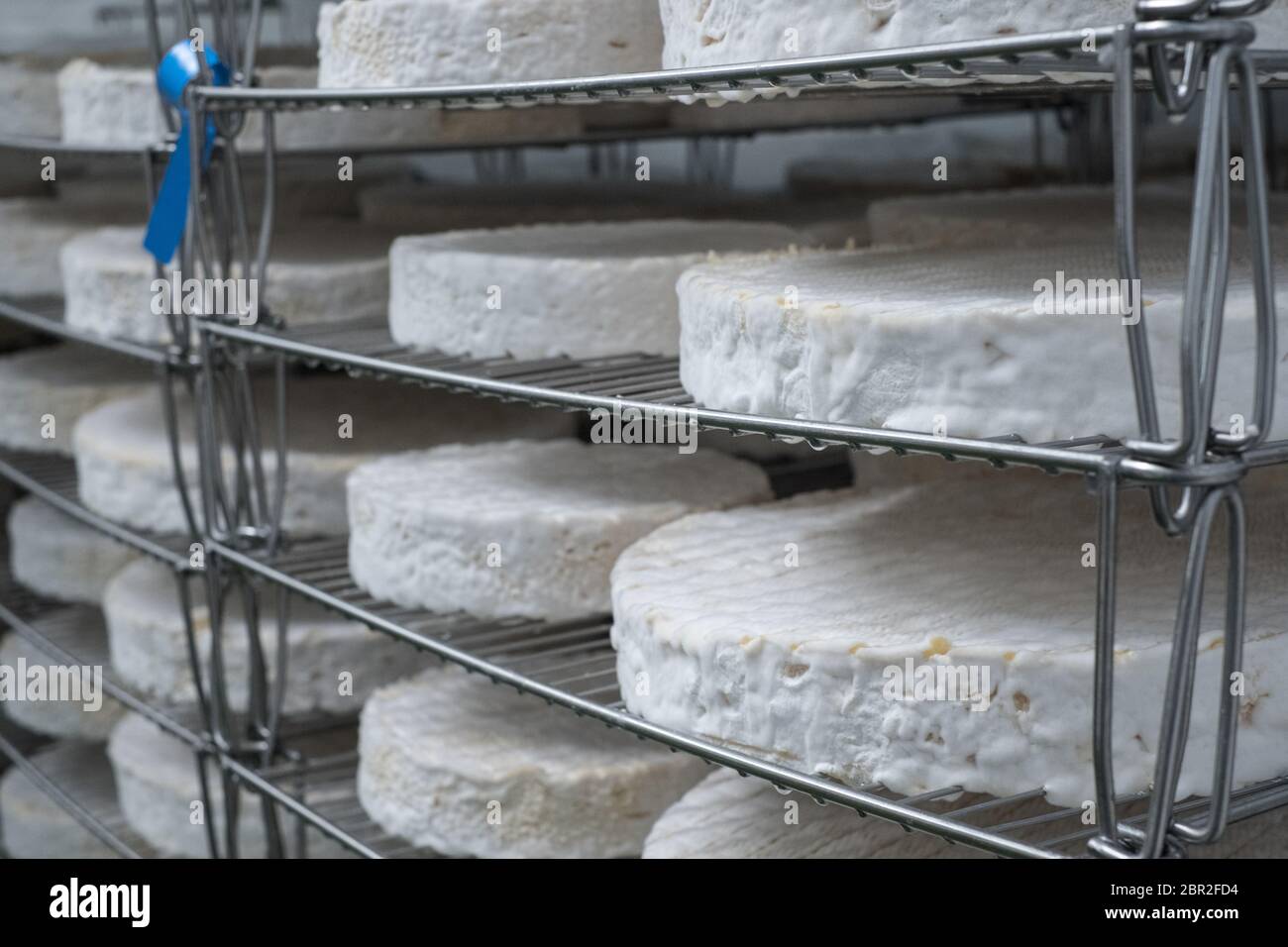 Baron Bigod Brie-de-Meaux style cheeses maturing at Fen Farm Dairy in Suffolk Stock Photo