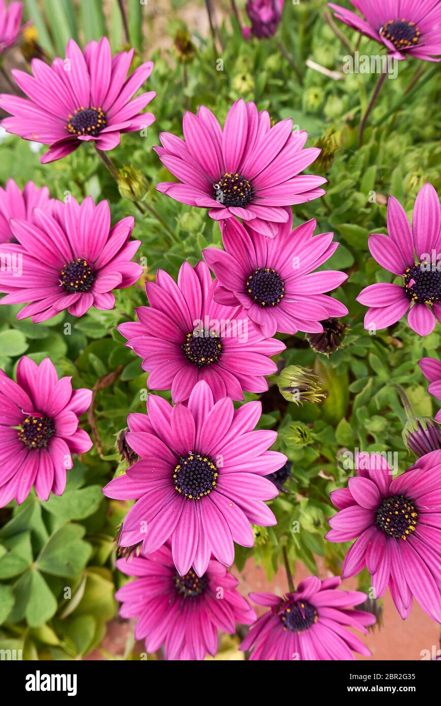 Dimorphotheca pluvialis purple flowers Stock Photo