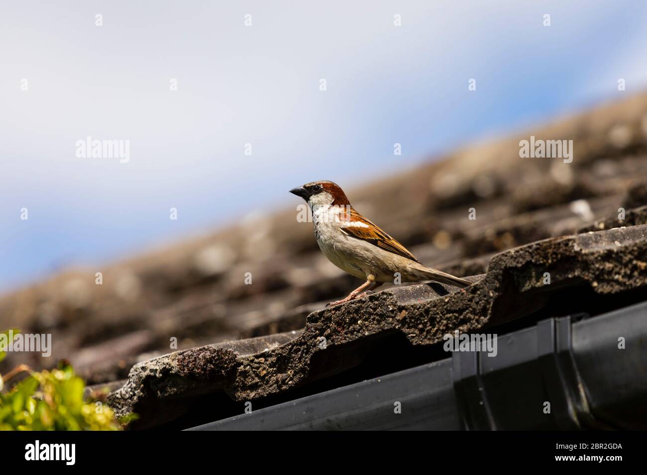 Adult, male, Common House sparrow, Passer Domesticus, on roof tiles Stock Photo