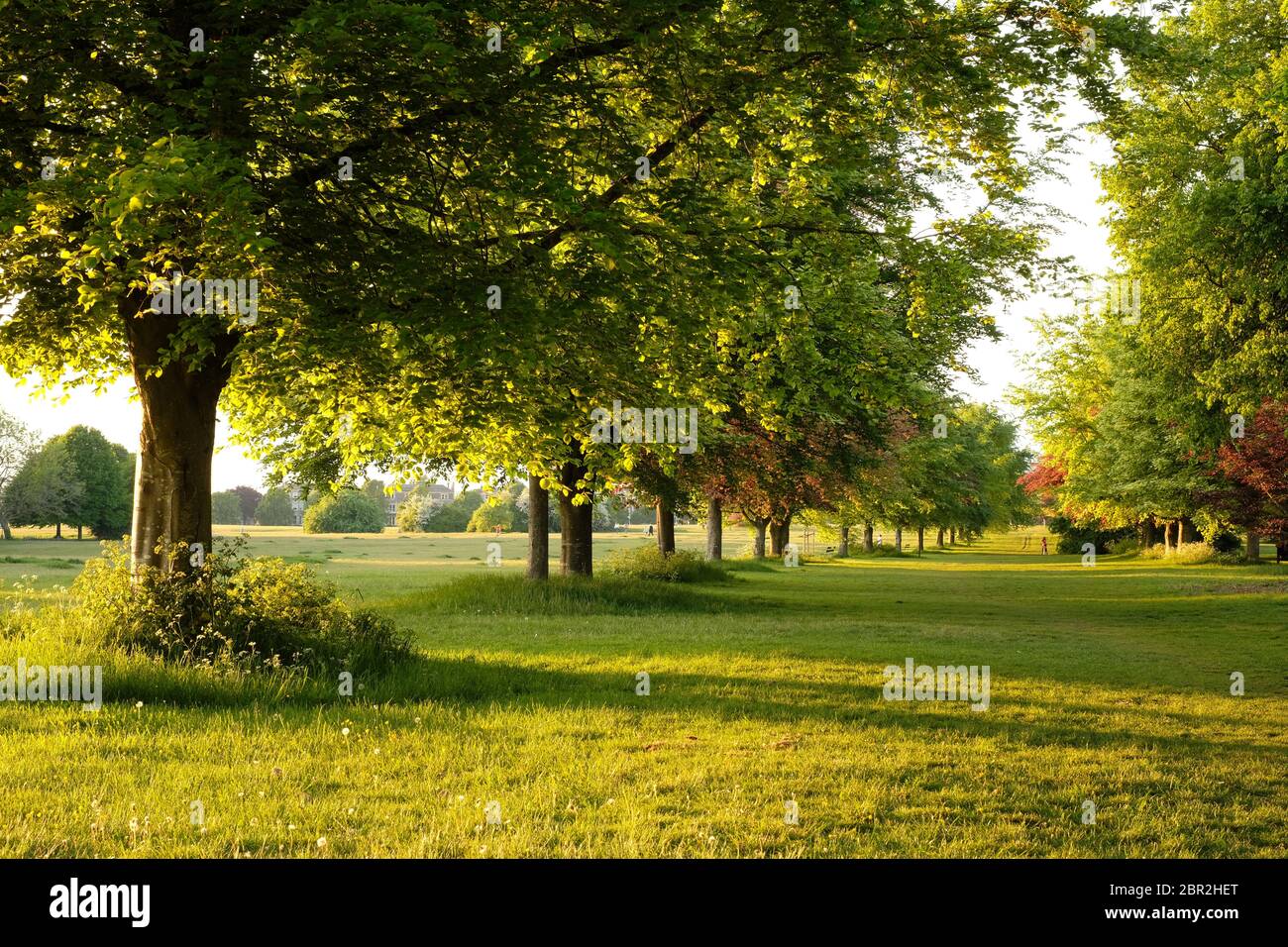 Avenue of lime trees in springtime on Bristol's Clifton Downs Stock