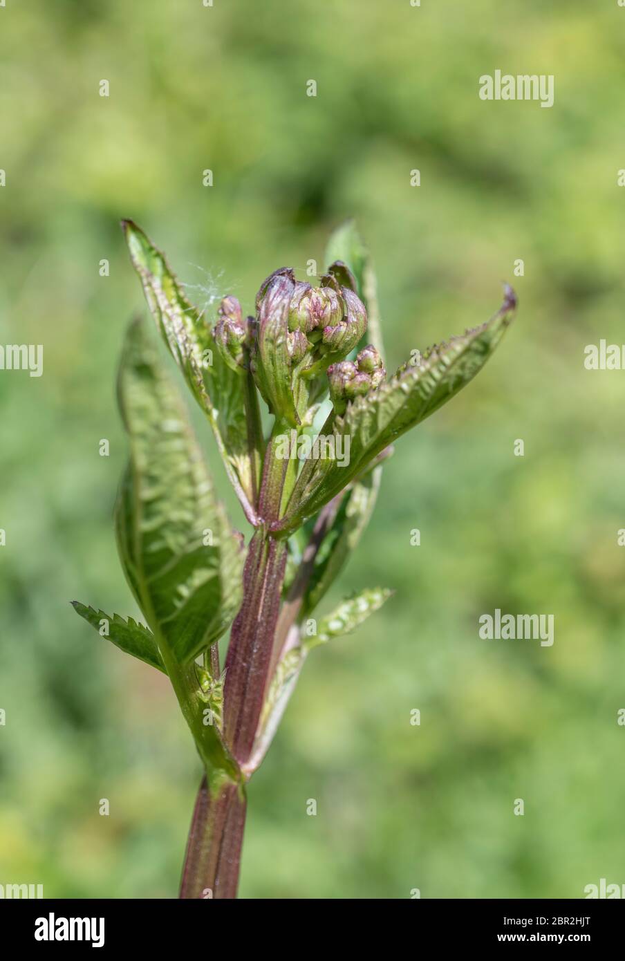 Flower buds & young leaves of Figwort. Unclear whether Scrophularia aquatica or Scrophularia nodosa. Both medicinal plants used in herbal cures. Stock Photo