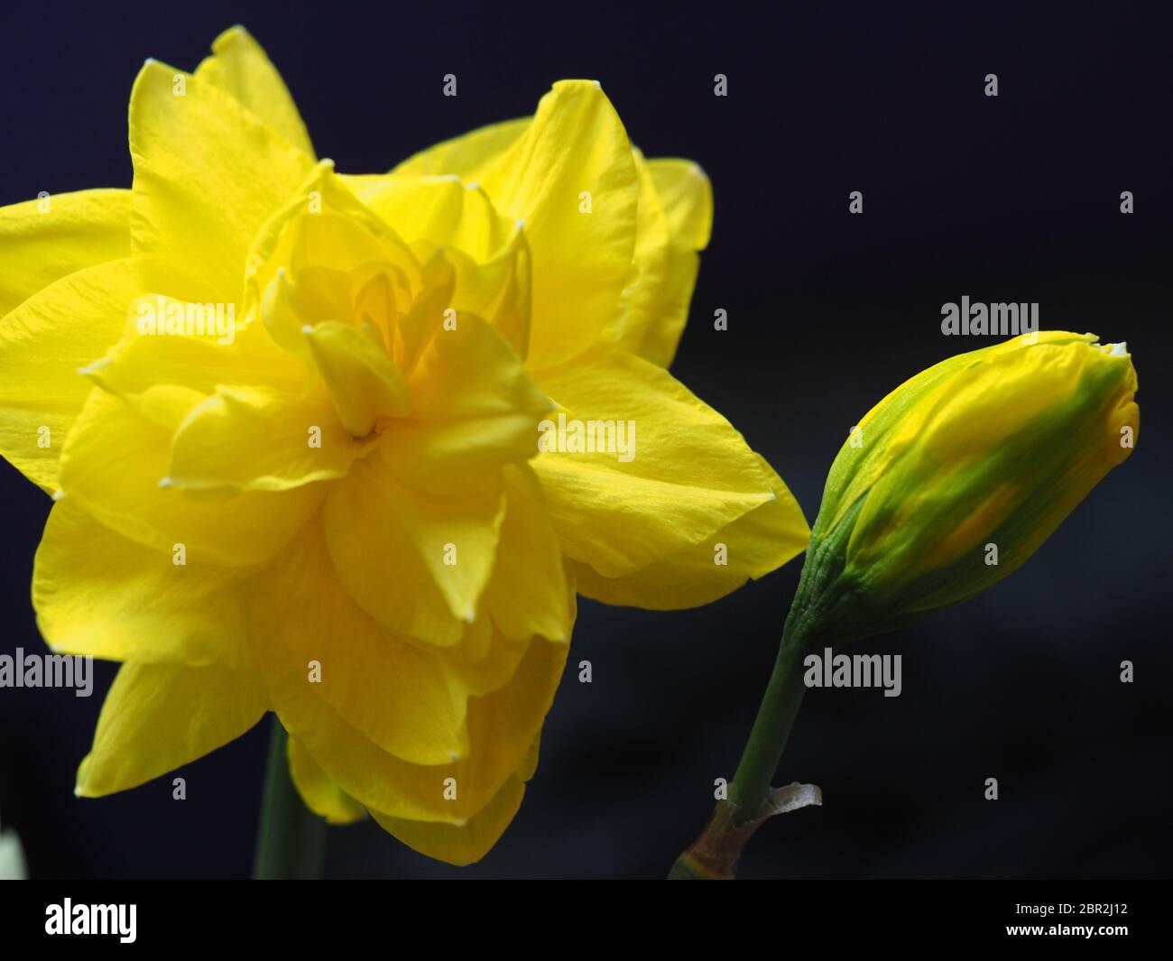 Double daffodil hires stock photography and images Alamy