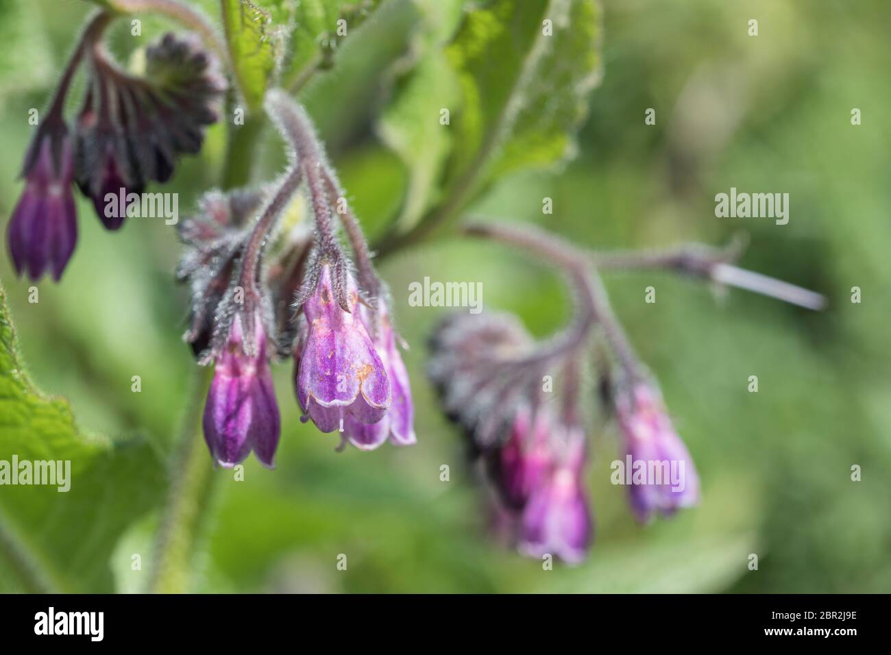 Close-up of flowering Comfrey / Symphytum officinale on a sunny summer day. Used as a herbal / medicinal plant and known as Bone-kit. Stock Photo