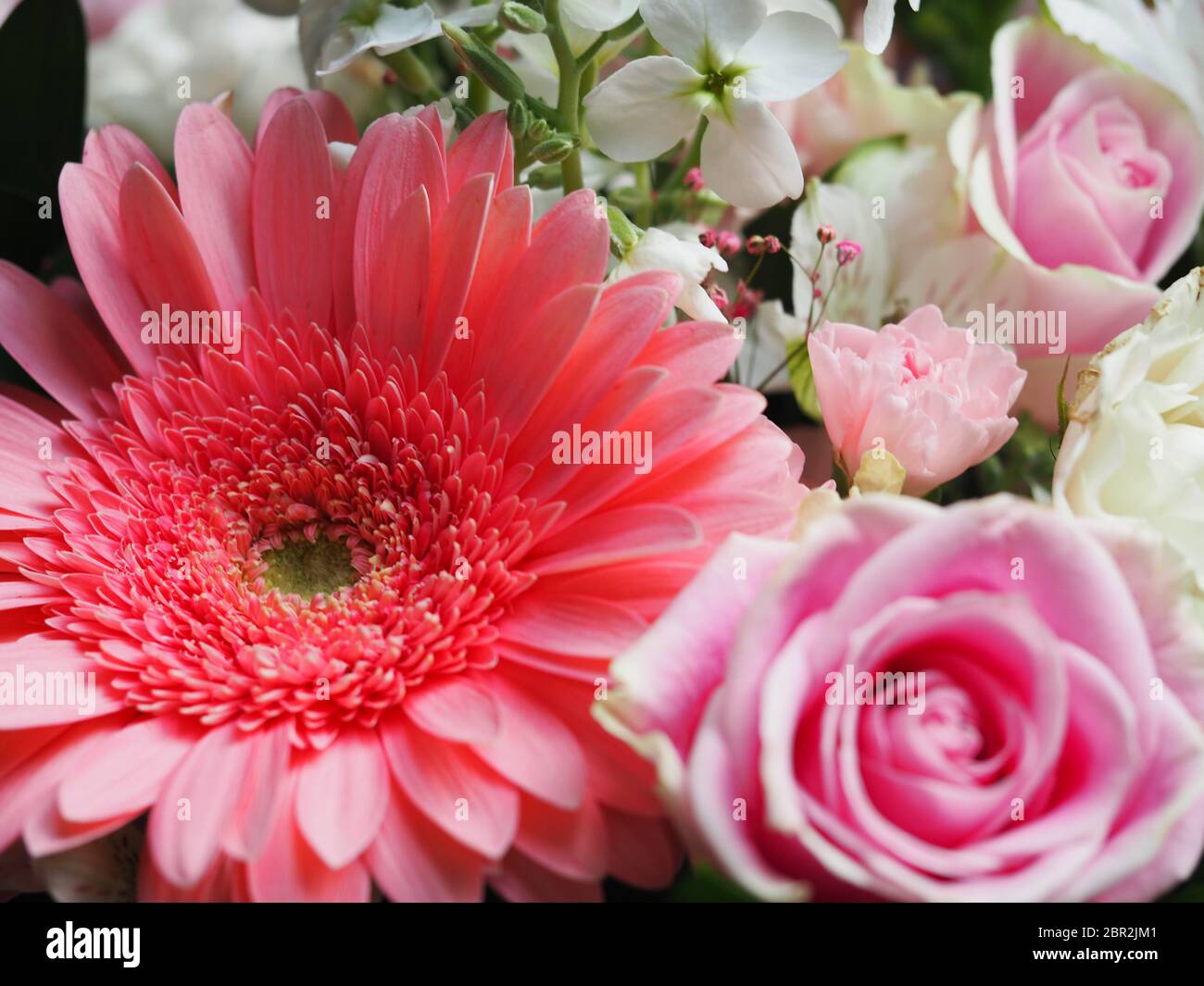 Gerbera Daisy Mixed Bouquet Stock Photo