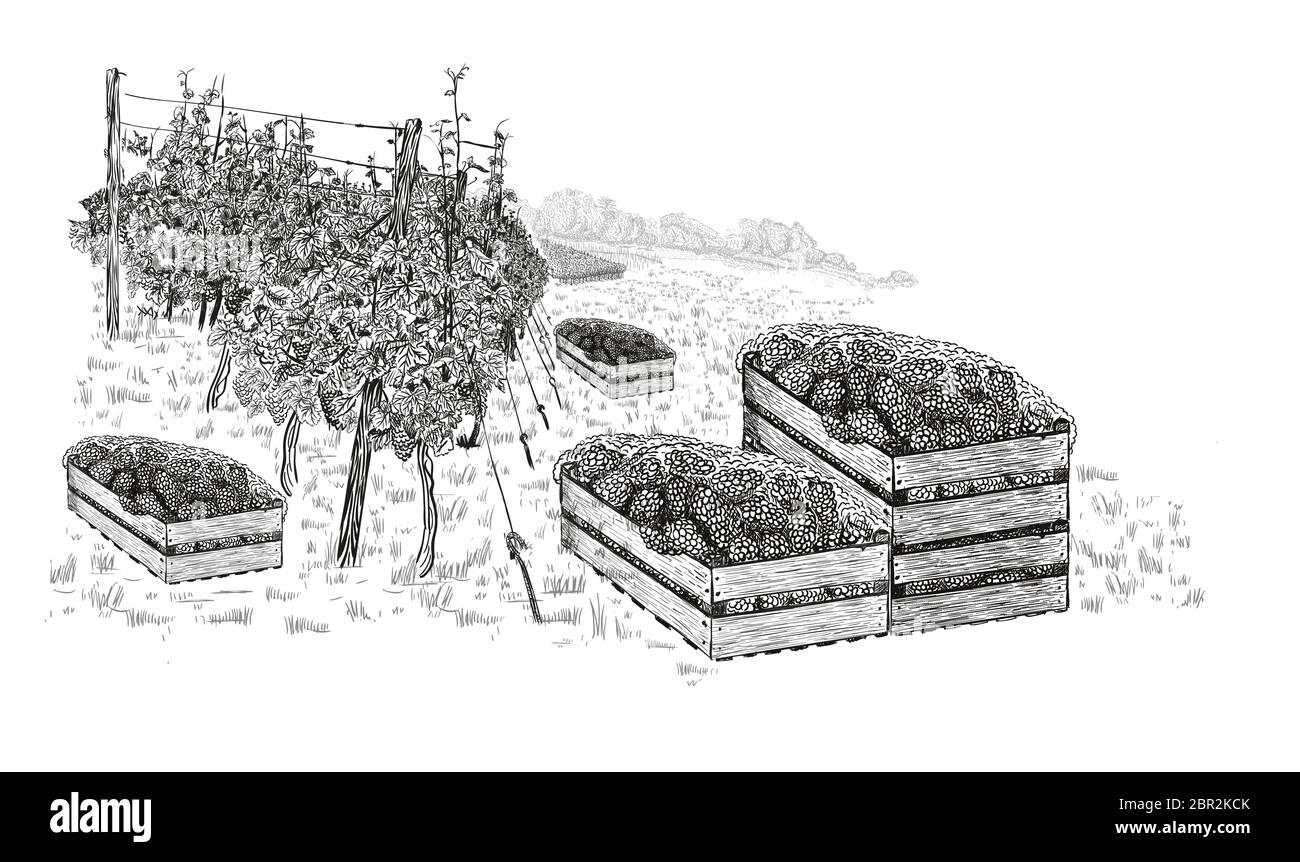 Landscape of vineyard with grapes in wood boxes and plantations. Vector illustration in sketch style isolated on white background. Stock Vector