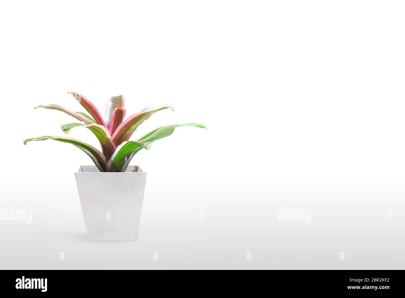 Green and red Bromeliad isolated on white background. Stock Photo