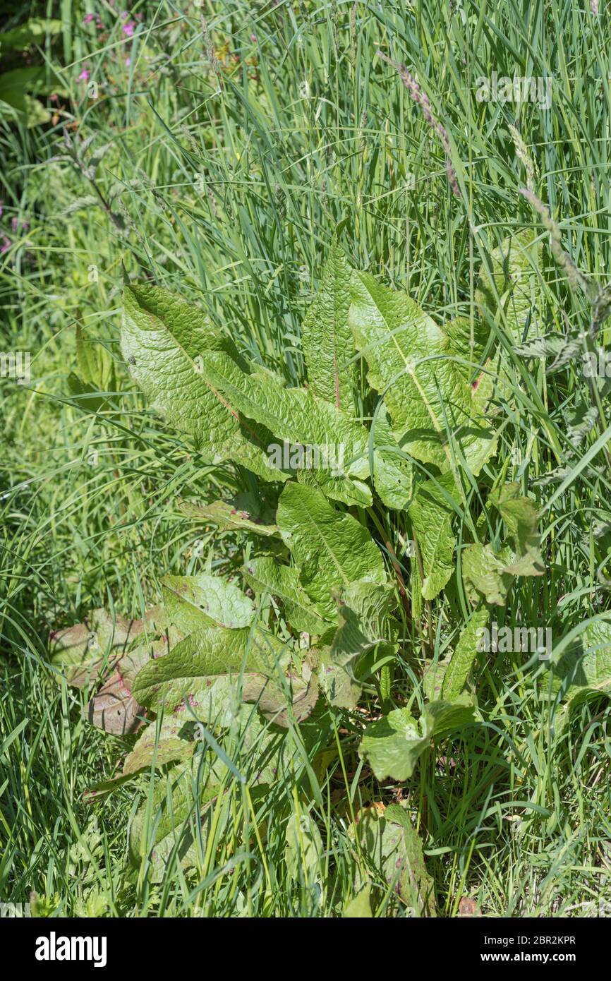 Broad-leaved Dock / Rumex obtusifolius growing on roadside verge. Rubbing leaves of Broad-leaved Dock is a traditional kids' remedy for nettle stings Stock Photo