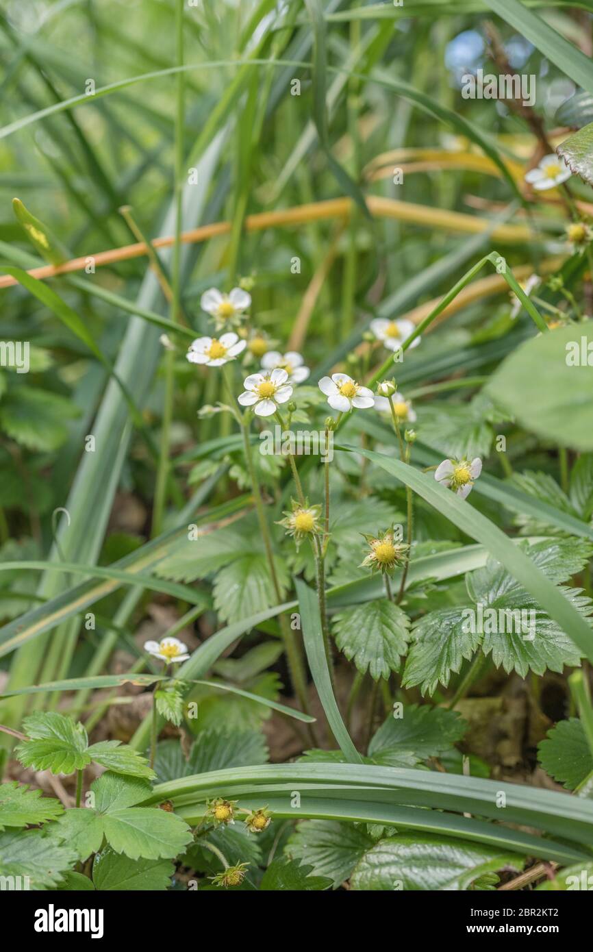 Small patch of strawberry plants growing among hedgerow grasses. Could be a true Wild Strawberry / Fragaria vesca though leaves & flowers a little big Stock Photo