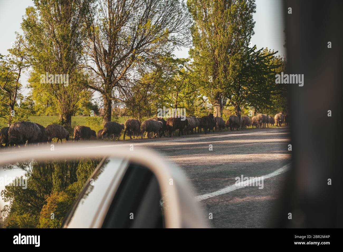 Driving along flock of sheep, view from the car Stock Photo