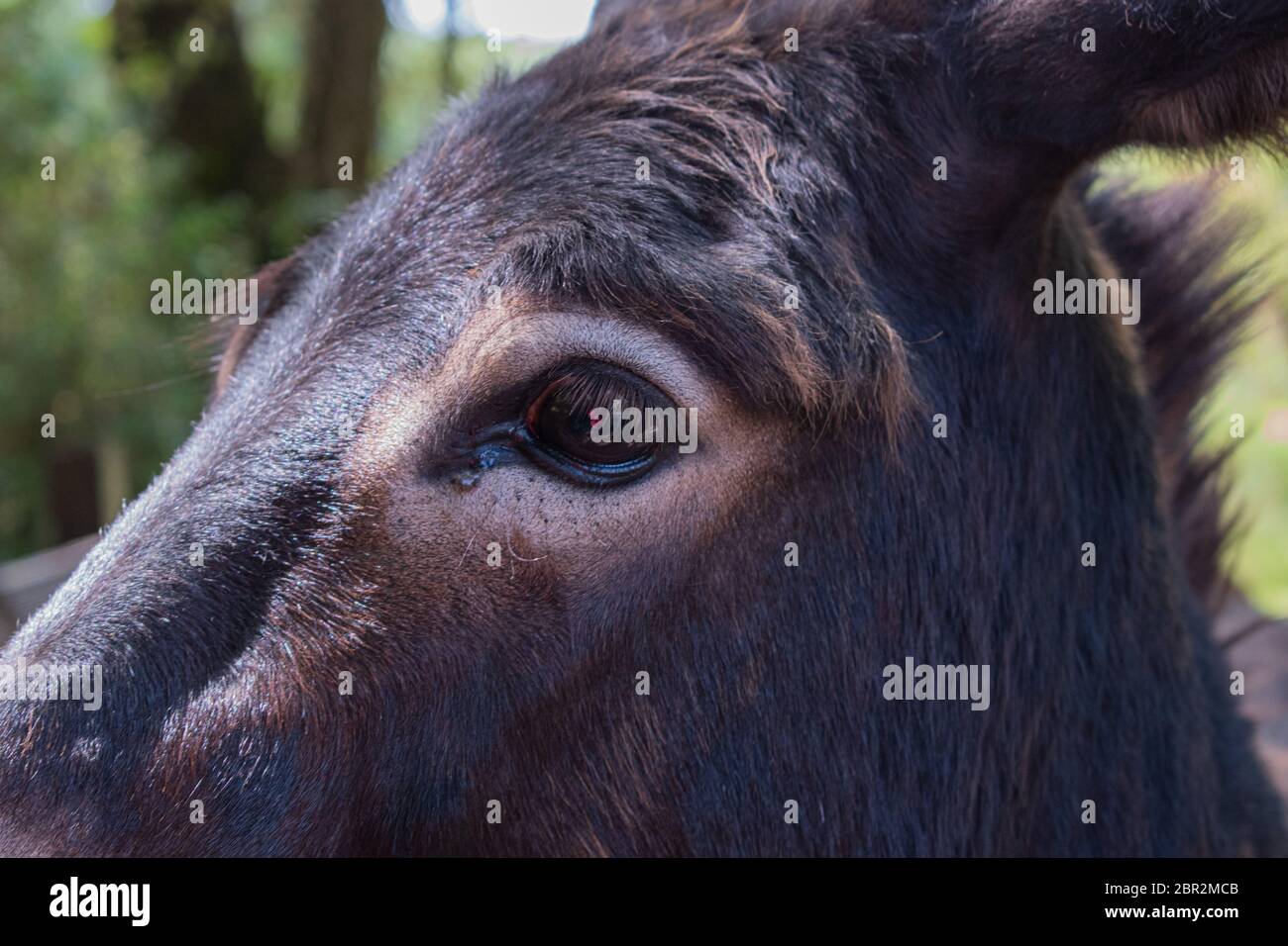 Donkey on the farm Stock Photo