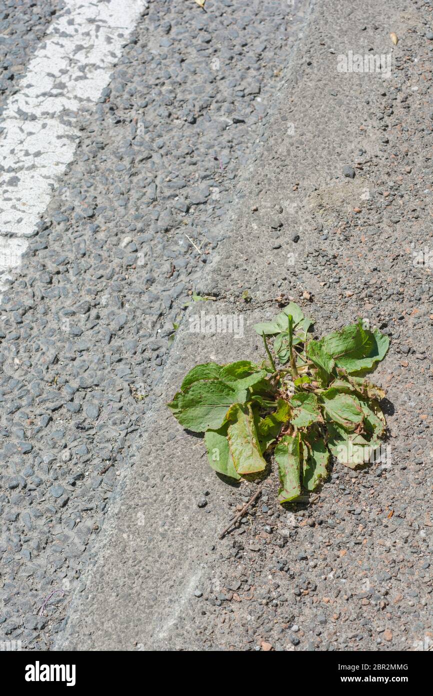Leaves of Greater Plantain / Plantago major plant growing in cracks in a rural tarmac road. Metaphor harsh growing conditions, hard conditions. Stock Photo