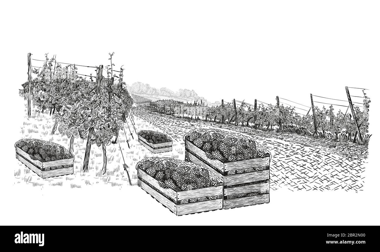 Landscape of vineyard with grapes in wood boxes around and plantations. Vector illustration in sketch style isolated on white background. Stock Vector