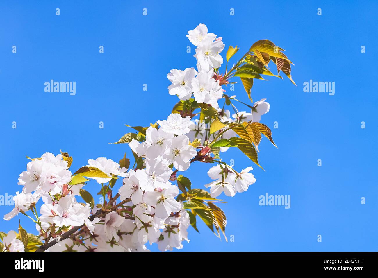 Blooming japan sakura flowers. Cherry tree branch against blue sky ...
