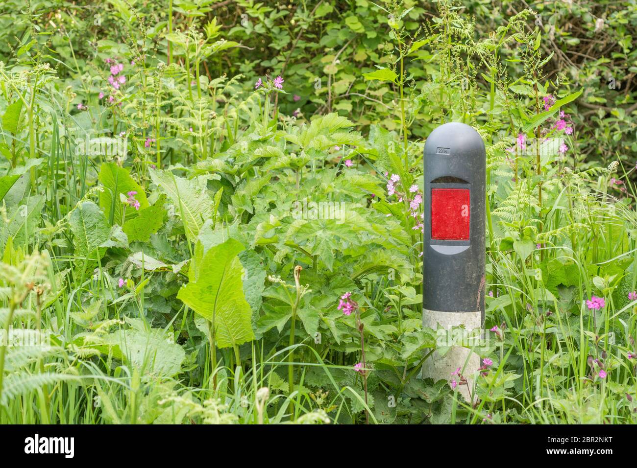 Mass of roadside weeds engulfing reflective marker post in grass verge of country road  Metaphor overgrown, swamped, weeds, surrounded on all sides Stock Photo