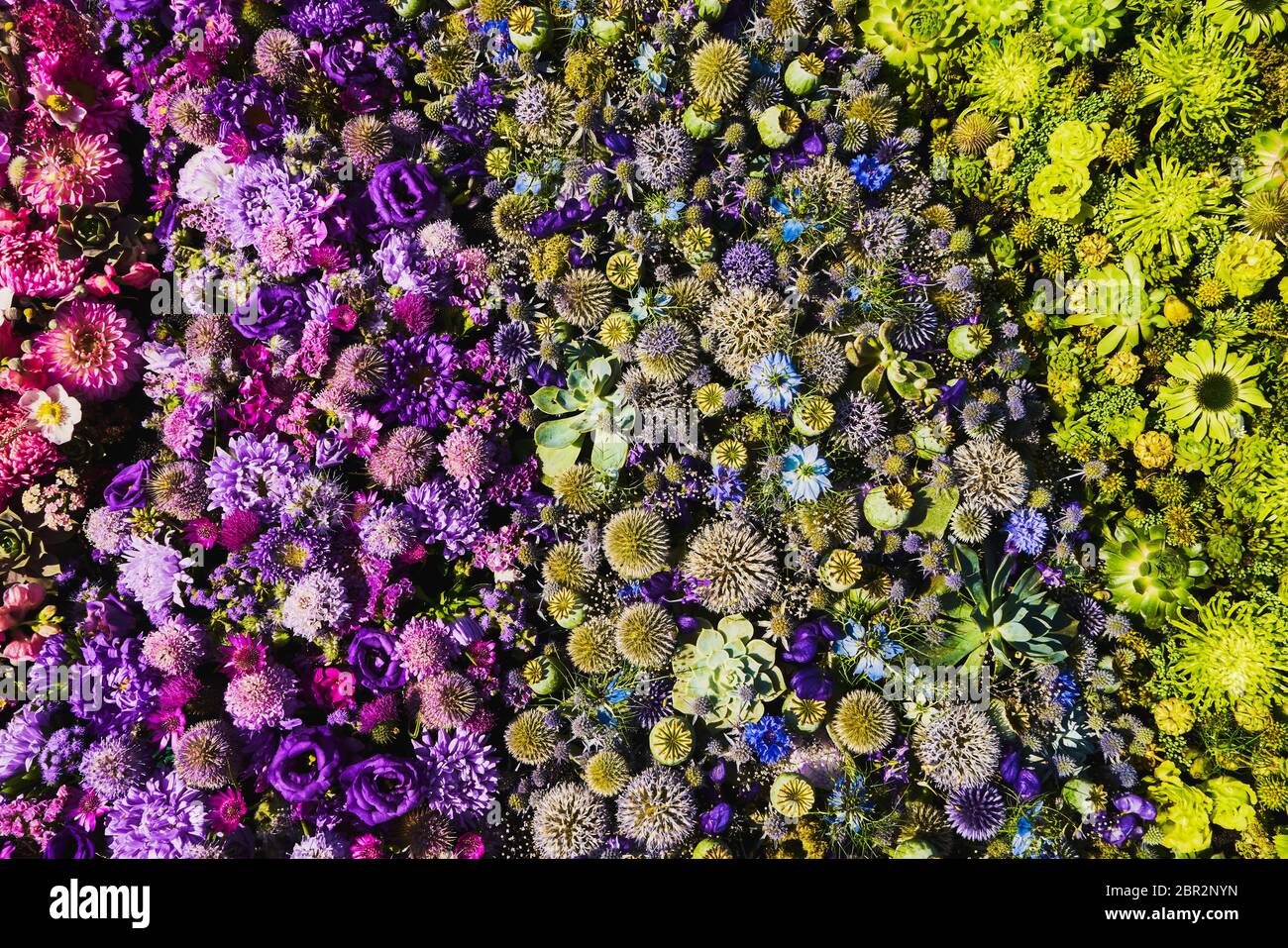 Autumnal colorful flowers background. Top view. Flower carpet. Stock Photo