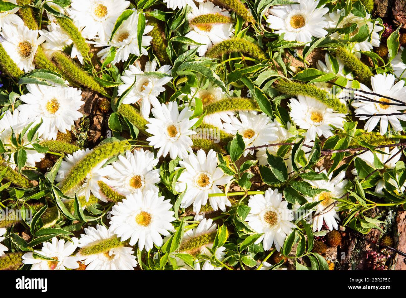 Background of beautiful white flowers. Daisy flowers, top view. Summer concept Stock Photo