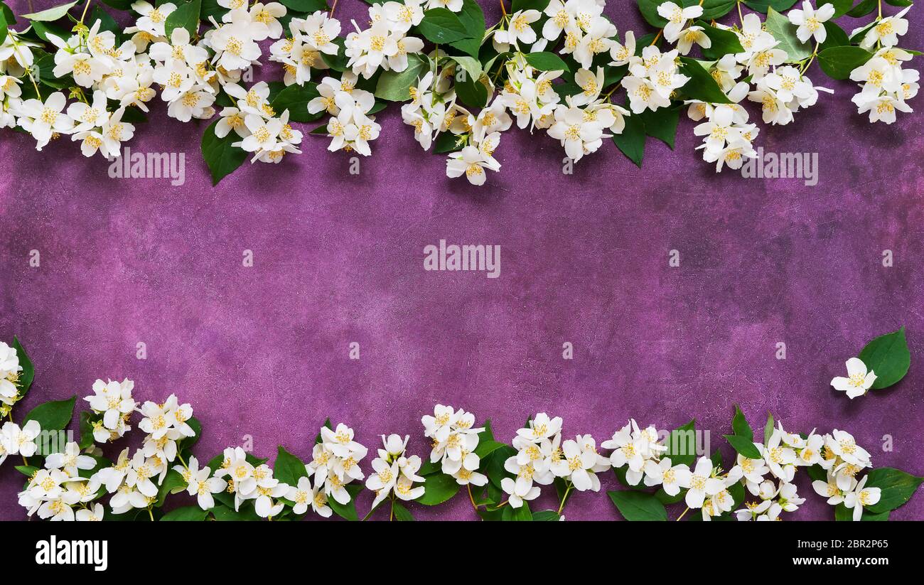 Jasmine, Philadelphus or mock-orange flowers frame on purple background. Copy space for text, top view. Summer, spring background. Stock Photo