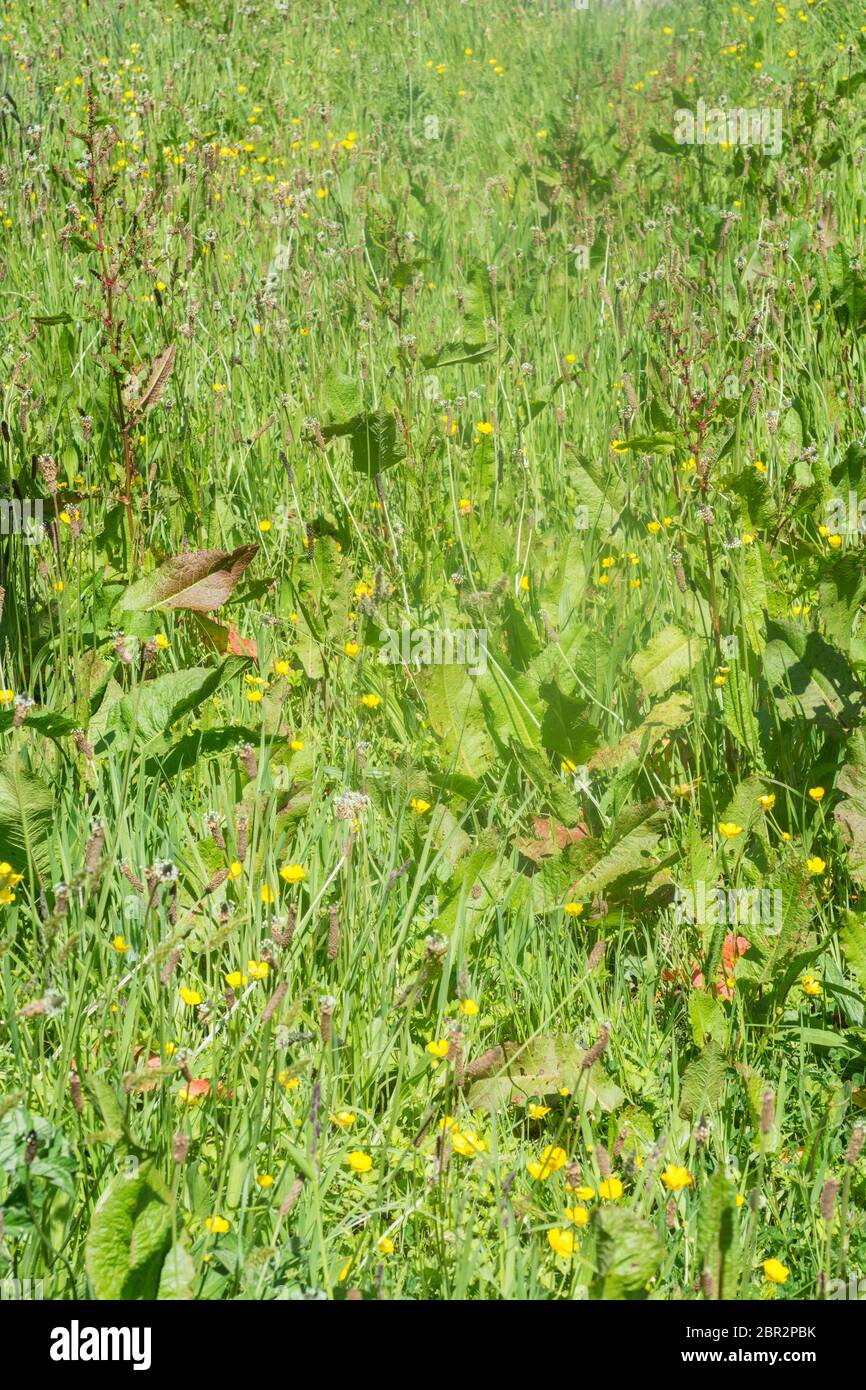 Deep roadside grass verge on country road in sunshine, overgrown by masses of weeds. Metaphor overgrown, swamped, weeds, surrounded on all sides Stock Photo