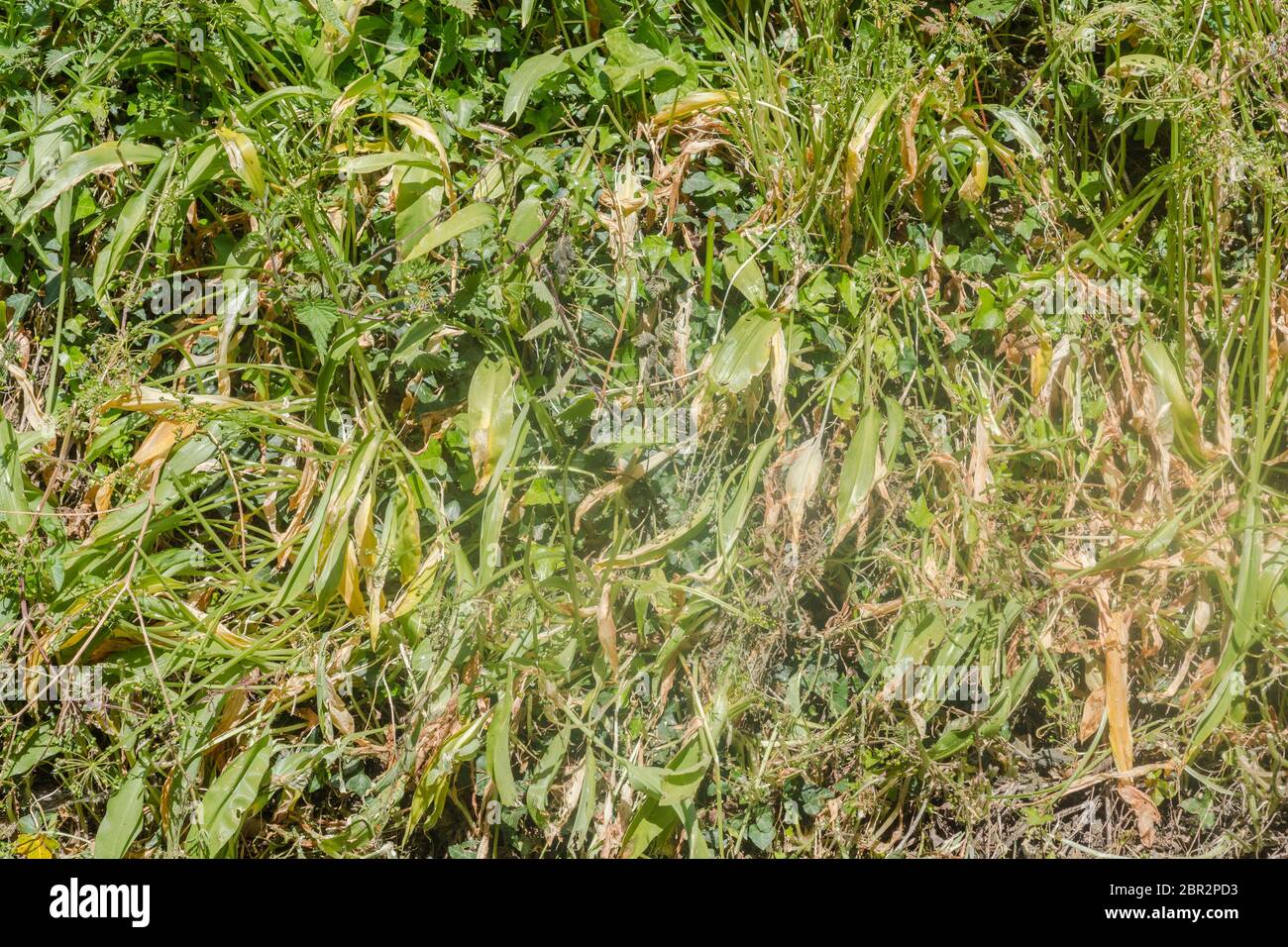 Naturally dying plants hires stock photography and images Alamy