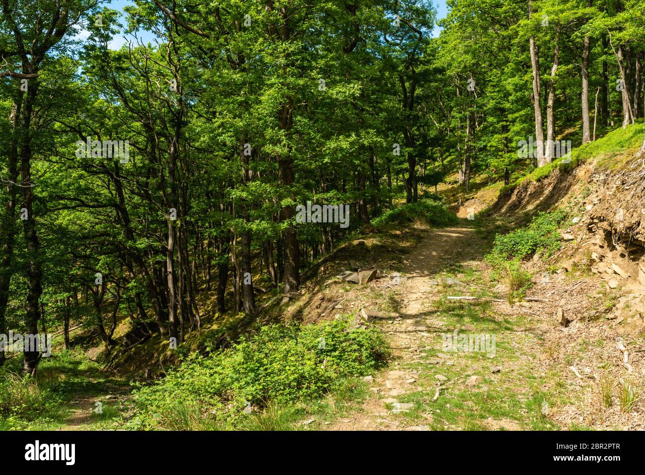 Paths ascending and descending through a wooded valley Stock Photo
