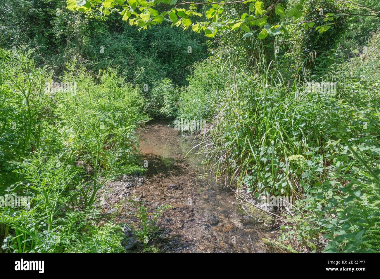 Small country stream on sunny day with the poisonous weed Hemlock Water Dropwort / Oenanthe crocata (left & b/gd) and Sedge (mid right). Stock Photo