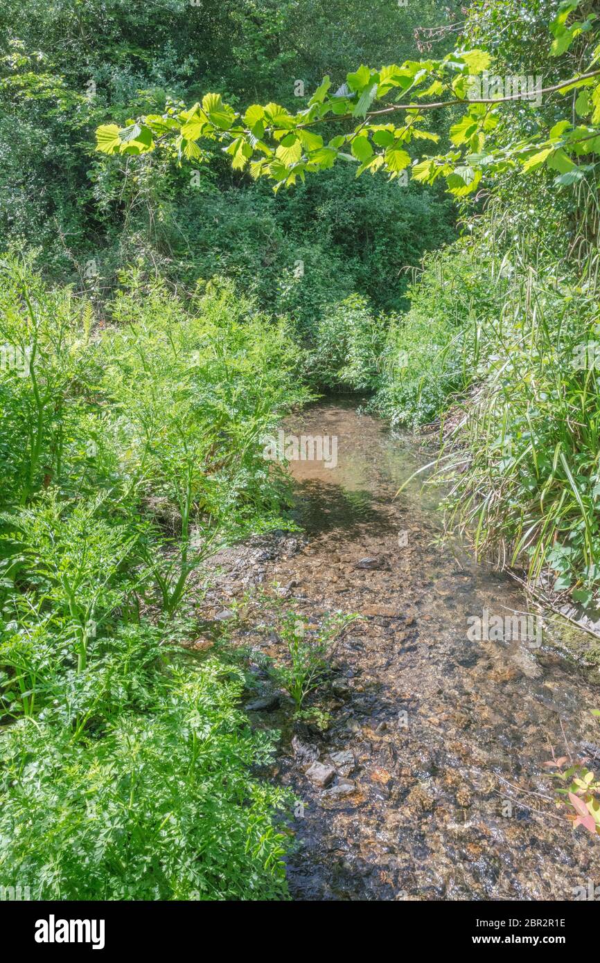 Small country stream on sunny day with the poisonous weed Hemlock Water Dropwort / Oenanthe crocata (left & b/gd) and Sedge (mid right). Stock Photo