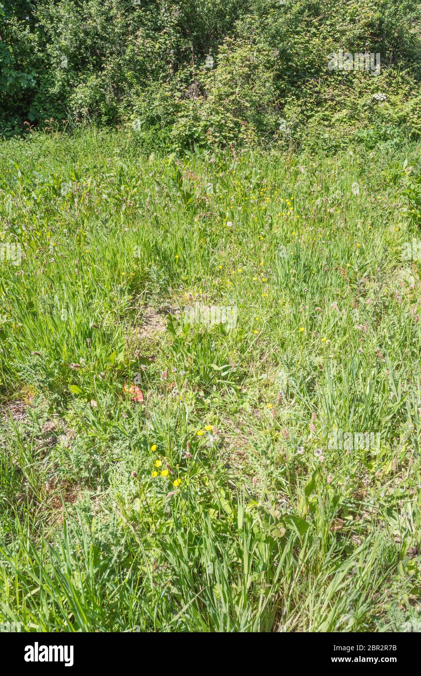 Waste ground and hedgerow swamped by long grasses and weeds. Metaphor patch of weeds, weed patch, overgrown, overtaken by seeds, engulfed. Stock Photo