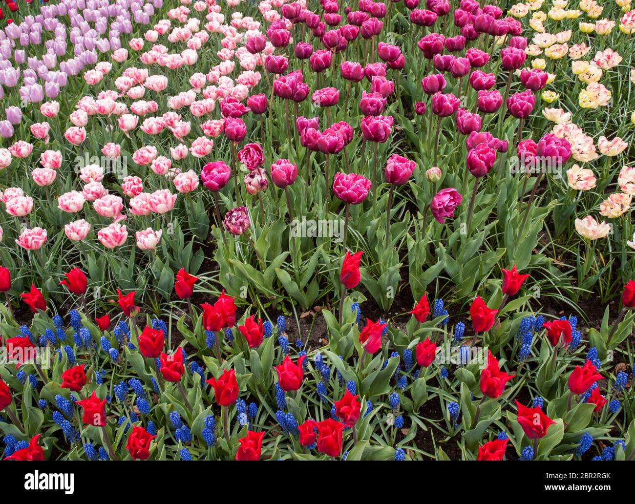 colorful tulips and blue hyacinth blooming in a garden Stock Photo - Alamy