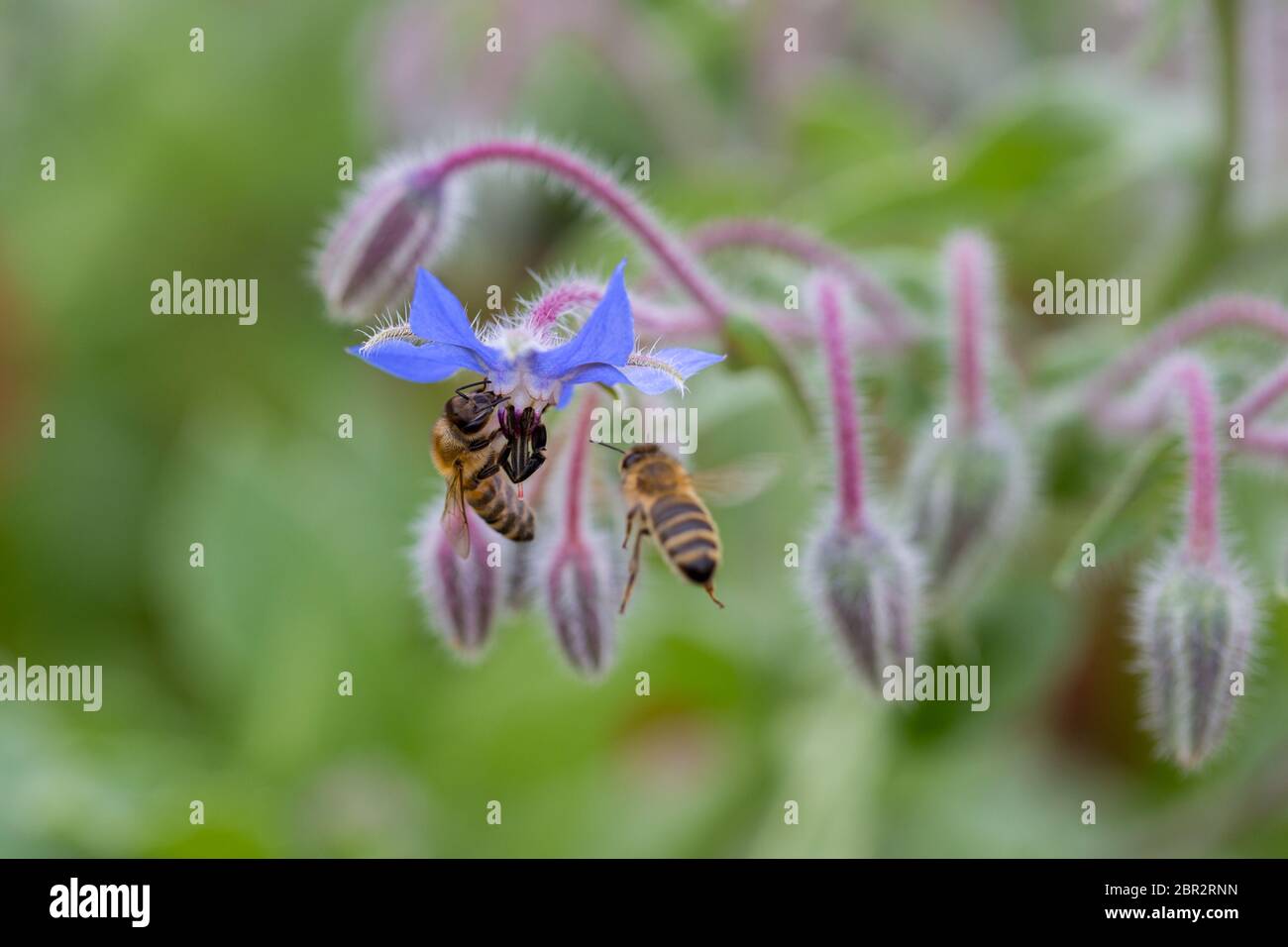 Close up / macro of two bees next to a starflower (also known as borage; Boraginaceae family). One bee on the flowerhead, the other flying towards it. Stock Photo