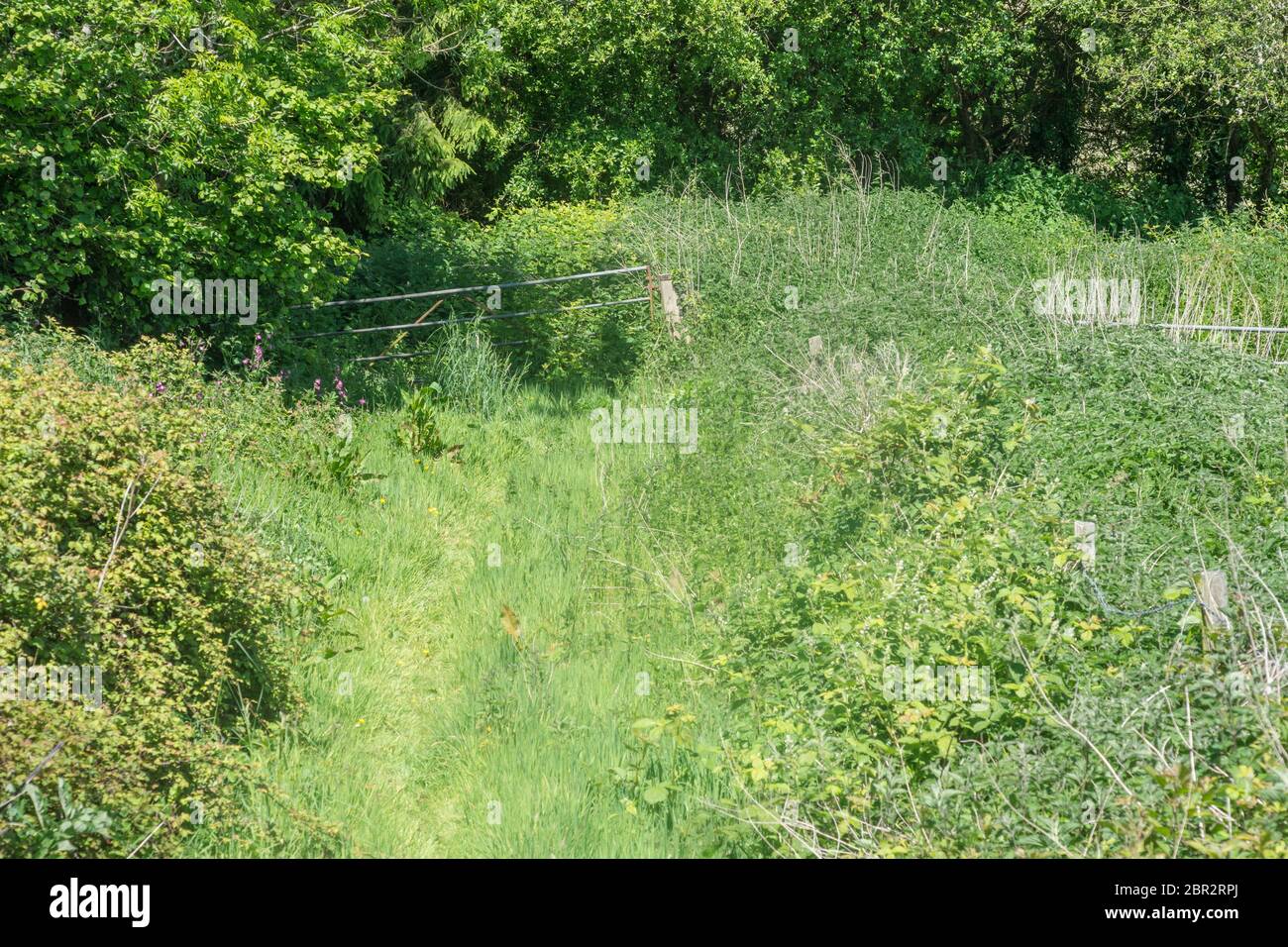 Short country track with metal farm gate surrounded by overgrowing weeds and brambles. Metaphor swamped, engulfed, surrounded, overgrown. Stock Photo