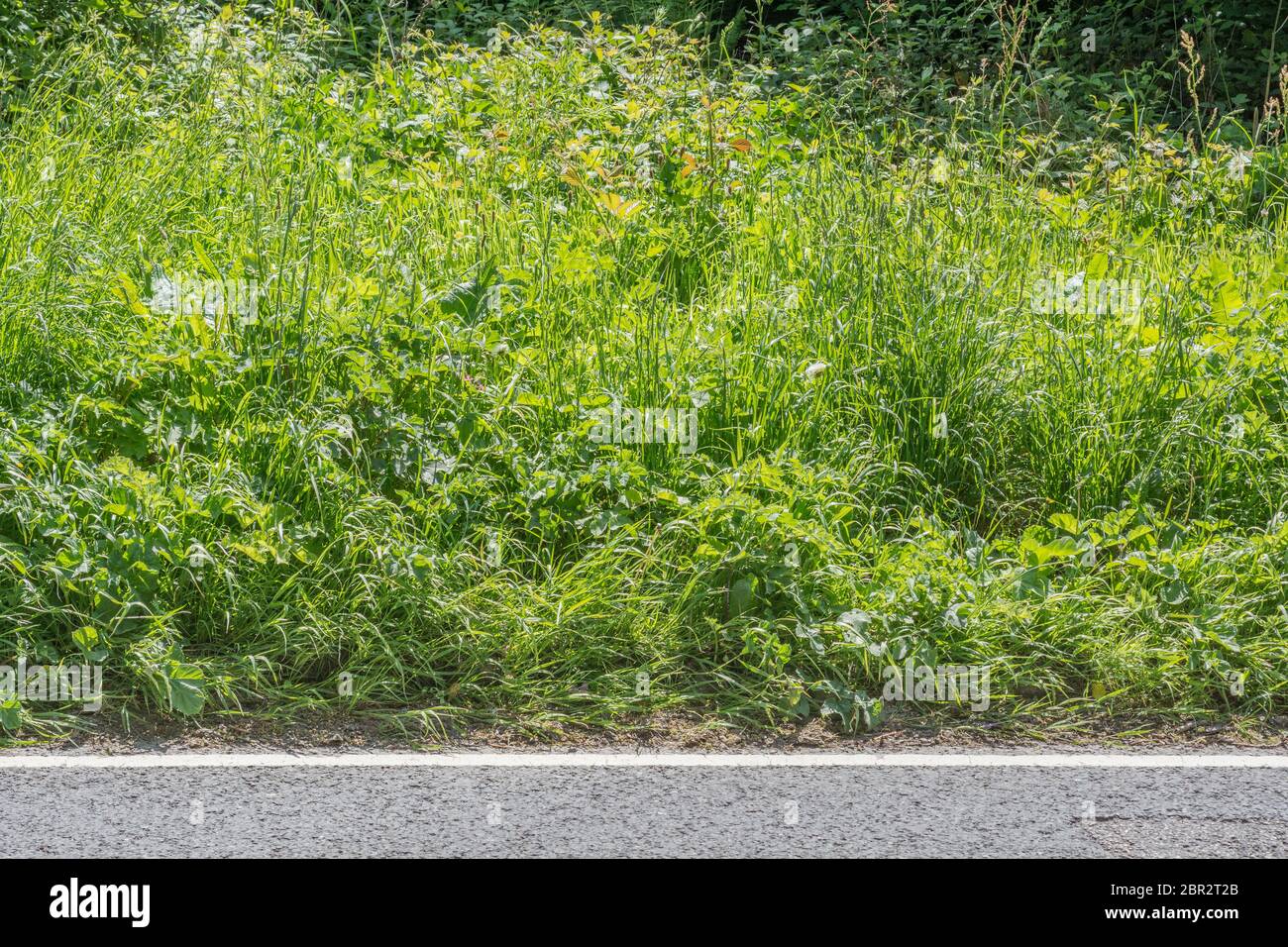 Mass of roadside weeds engulfing the grass verge of a rural country road in sunshine. Metaphor overgrown, swamped, weeds, surrounded on all sides Stock Photo