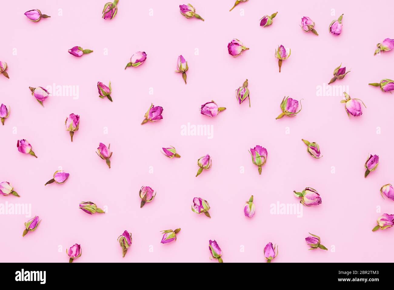 Dried pink roses for asian tea on a pink background. Top view. Flowers background. Stock Photo