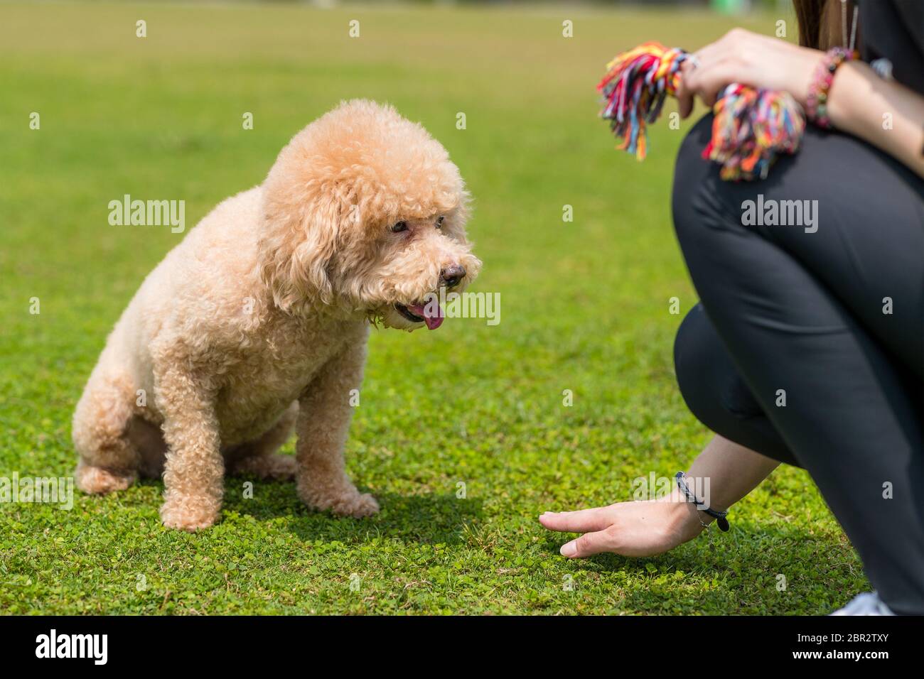 Poodle wait for command of the pet owner Stock Photo - Alamy