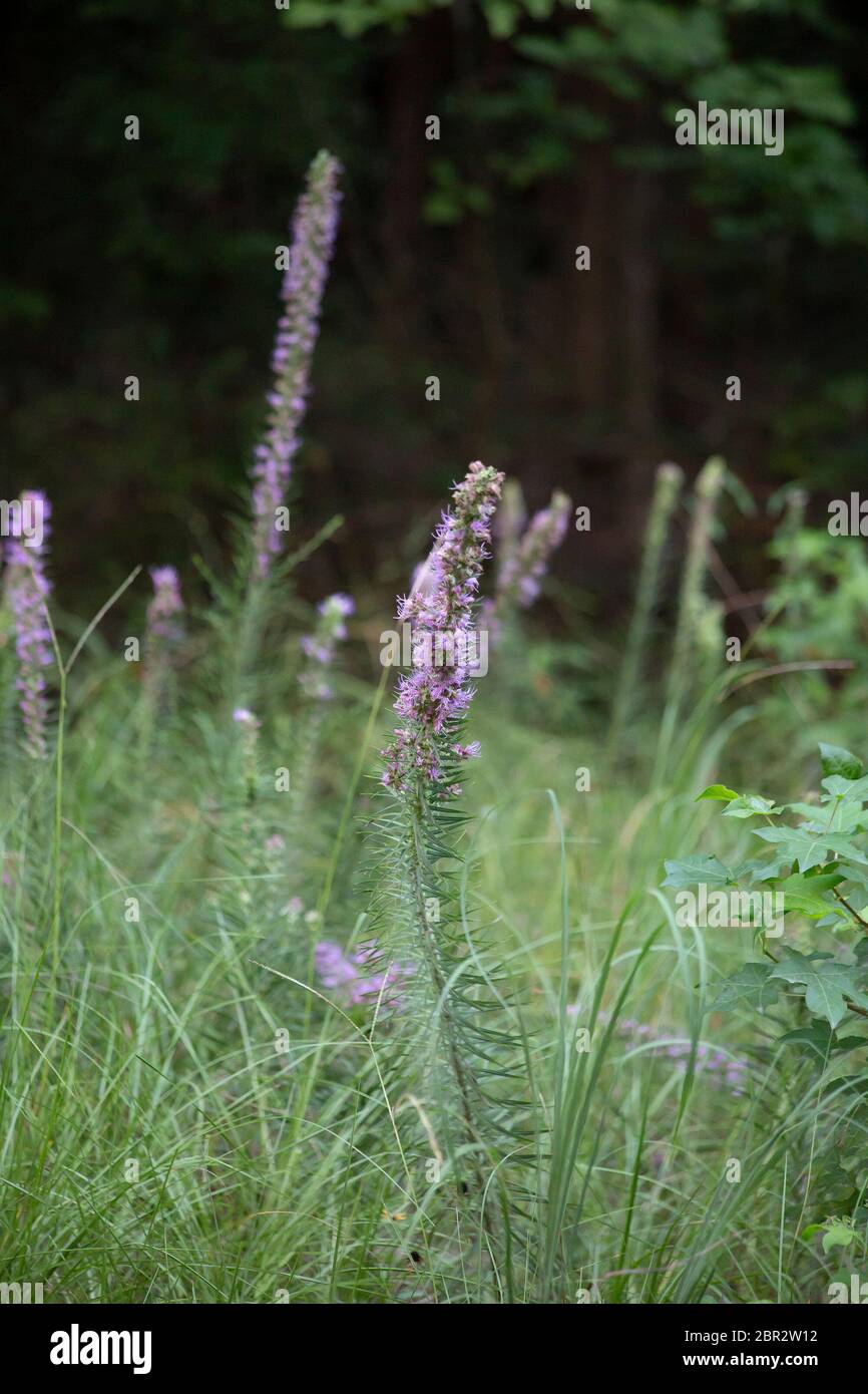 Close up tall weeds hi-res stock photography and images - Alamy